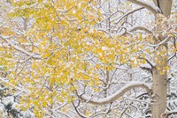 Framed Snow Coats Aspen Trees In Winter