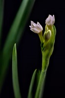 Framed Paperwhite Flower Plant Close-Up