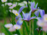 Framed Iris And Wildflowers