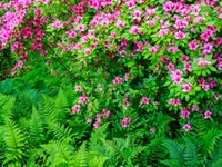 Framed Delaware, Azalea Shrub With Ferns Below In A Garden