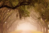 Framed Georgia, Savannah, Wormsloe Plantation Drive In The Early Morning Fog