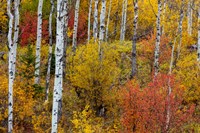 Framed Aspen Grove In Peak Fall Colors In Glacier National Park, Montana