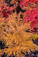 Framed Autumn Ferns And Ground Cover, Glacier National Park, Montana