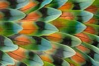 Framed Lovebird Tail Feather Pattern, Bandon, Oregon