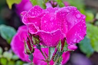 Framed Rose With Dew Drops After Rain, Shore Acres State Park, Oregon