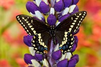 Framed Swallowtail Butterfly, Papilio Polyxenes On Lupine, Bandon, Oregon