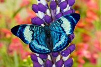 Framed Butterfly, Panacea Procilla On Lupine, Bandon, Oregon