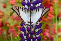 Framed Eurytides Agesilaus Autosilaus Butterfly On Lupine, Bandon, Oregon