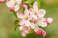 Framed Hood River, Oregon, Apple Blossoms In The Nearby Fruit Loop Area