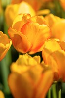 Framed Tulip Garden, Longwood Gardens, Pennsylvania