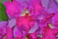 Framed Orchids In Longwood Gardens Pennsylvania