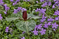 Framed Red Trillium And Blue Phlox Chanticleer Garden, Pennsylvania