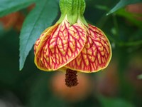 Framed Close-Up Of A Abutilon 'Red Tiger'