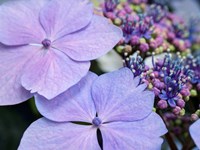 Framed Close-Up Of A Purple Lacecap Hydrangea