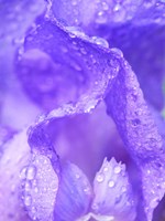 Framed Close-Up Of Dewdrops On A Purple Iris 1