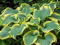 Framed Variegated Green And Yellow Hosta