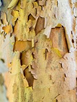 Framed Colorful Bark On A Tree In A Garden