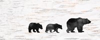 Framed Bear Family