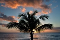 Framed Palm Tree Sunset II