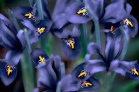 Framed Irises