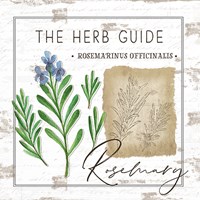 Framed Herb Guide - Rosemary