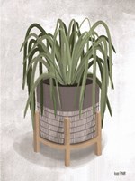 Framed Spider Plant