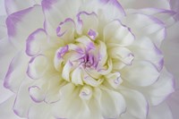 Framed Dahlia Blossom Close-Up