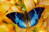 Framed Charaxes Smaragdalis Butterfly On Large Golden Cymbidium Orchid