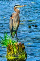 Framed Great Blue Heron, Juanita Bay Park, Kirkland, Washington State