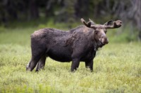 Framed Wyoming, Yellowstone National Park Bull Moose With Velvet Antlers