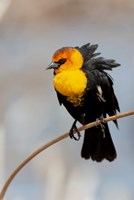 Framed Yellow-Headed Blackbird Perched On A Reed