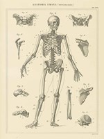 Framed Skeleton Chart