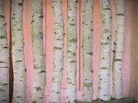 Framed Birch Logs On Pink
