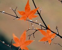 Framed Red Autumn Leaves On Branches, Kyoto, Japan