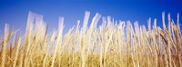 Framed Marram Grass In A Field, Washington State