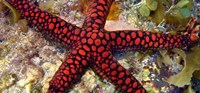 Framed Sea Star