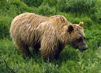 Framed Rain-Soaked Grizzly Bear In Grass, Profile, Denali National Park, Alaska