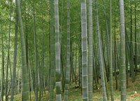 Framed Bamboo Trees In A Forest, Fukuoka, Japan
