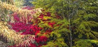 Framed Trees In Autumn, Westonbirt Arboretum, Gloucestershire, England