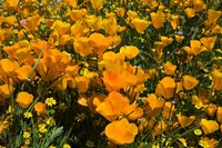Framed California Poppies And Canterbury Bells Growing In A Field