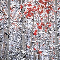 Framed Snow Covered Aspen Trees