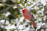 Framed Close-Up Of Male Northern Cardinal In American Holly
