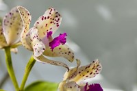 Framed Close-Up Of Orchid Flowers In Bloom