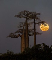 Framed Baobabs And Moon, Morondava, Madagascar