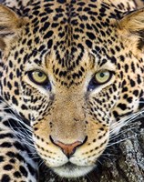 Framed Close Up Of Cheetah, Ngorongoro Conservation Area, Tanzania
