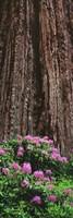 Framed Blooming Rhododendron Below Giant Redwood, Trinidad, California