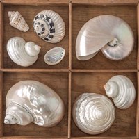 Framed Seashells Treasures I