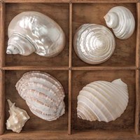 Framed 'Seashells Treasures II' border=