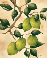 Framed Italian Harvest - Limes