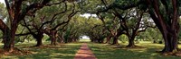 Framed Enchanted Oaks